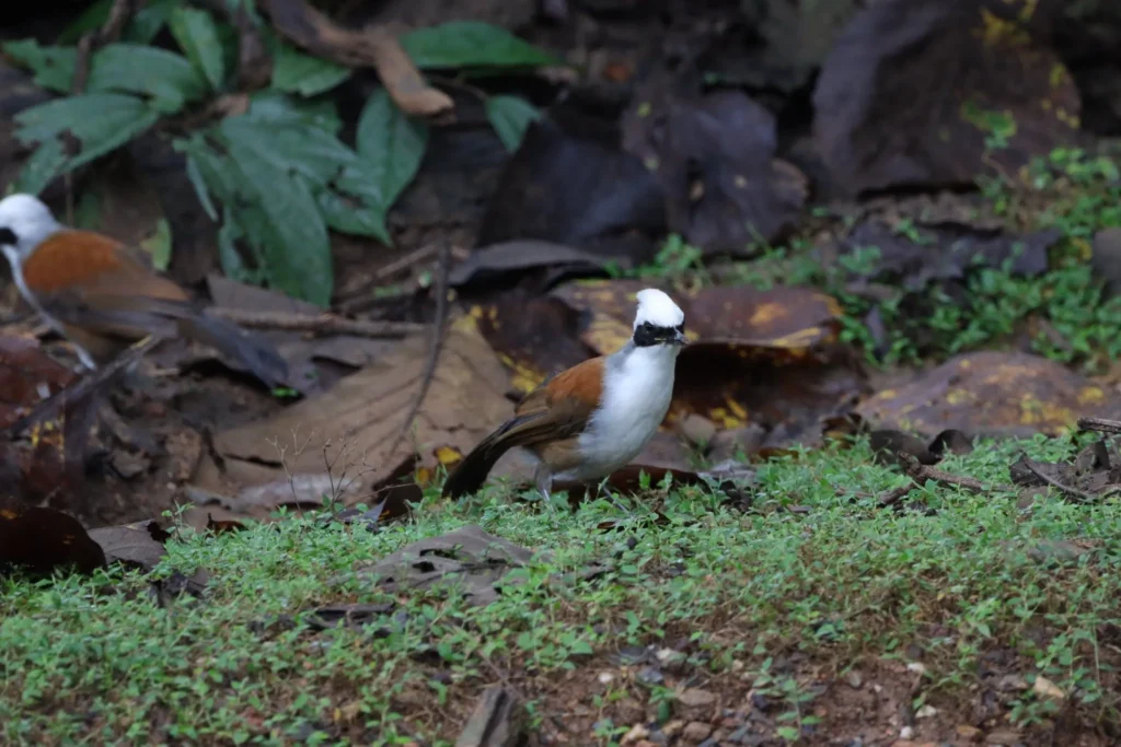 “นกกะรางหัวหงอก”-ลักษณะเด่น:-หงอนสีขาว,-แถบคาดตาดำ,-ลำตัวสีน