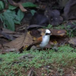 “นกกะรางหัวหงอก”-ลักษณะเด่น:-หงอนสีขาว,-แถบคาดตาดำ,-ลำตัวสีน