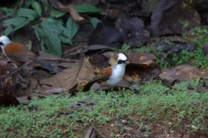 “นกกะรางหัวหงอก”-ลักษณะเด่น:-หงอนสีขาว,-แถบคาดตาดำ,-ลำตัวสีน