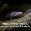 ตุ่นหนูไร้ขน-คือสิ่งมีชีวิตเล็กจ้อยรูปร่างแปลกประหลาด-ที่ซ่อ