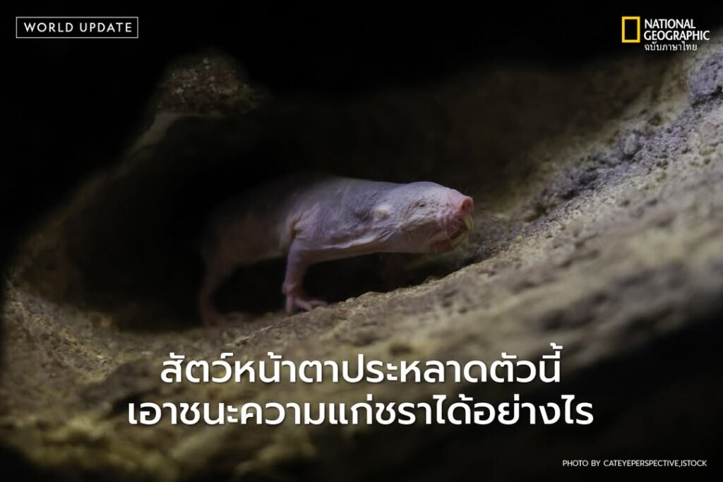 ตุ่นหนูไร้ขน-คือสิ่งมีชีวิตเล็กจ้อยรูปร่างแปลกประหลาด-ที่ซ่อ