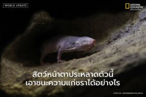 ตุ่นหนูไร้ขน-คือสิ่งมีชีวิตเล็กจ้อยรูปร่างแปลกประหลาด-ที่ซ่อ