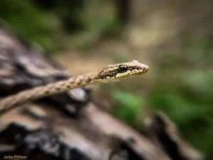 “งูเถา”-(dryophiops-rubescens)-นักอำพรางตัวแห่ง-อุทยานแห่งช