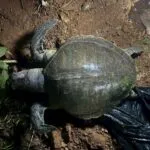 -ศวอบ.-ตรวจสอบซากเต่าหญ้าเกยตื้นชายหาดพาราไดซ์-จังหวัดภูเก็