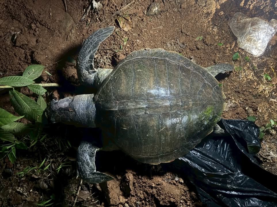 -ศวอบ.-ตรวจสอบซากเต่าหญ้าเกยตื้นชายหาดพาราไดซ์-จังหวัดภูเก็