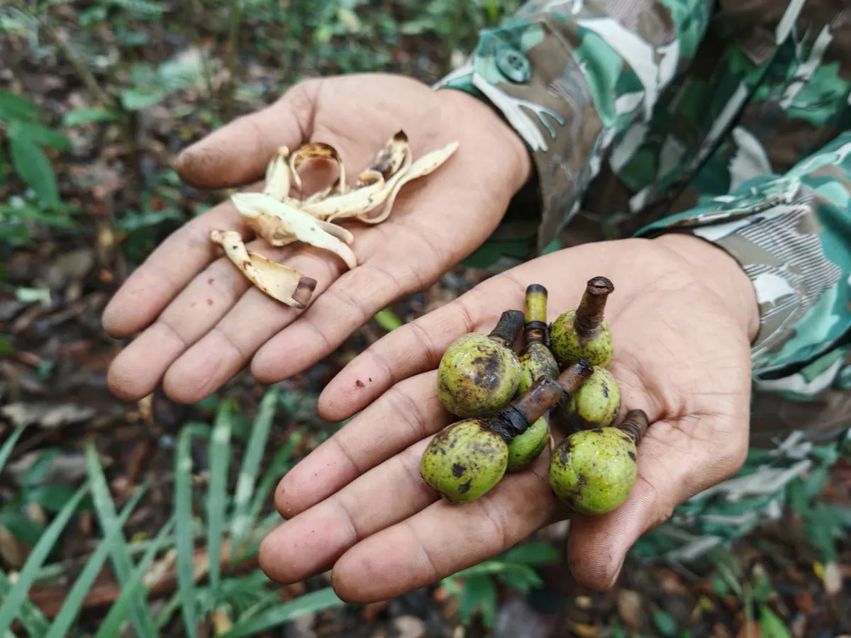 จำลา-หรือจำปีป่า-เป็นไม้ยืนต้นขนาดใหญ่-มีความสูง-25-35-เมตร