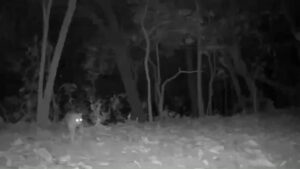 ส่อง-“แมวดาว”-นักล่าตัวน้อยแห่งผืนป่าอุทยานแห่งชาติสาละวิน-จ