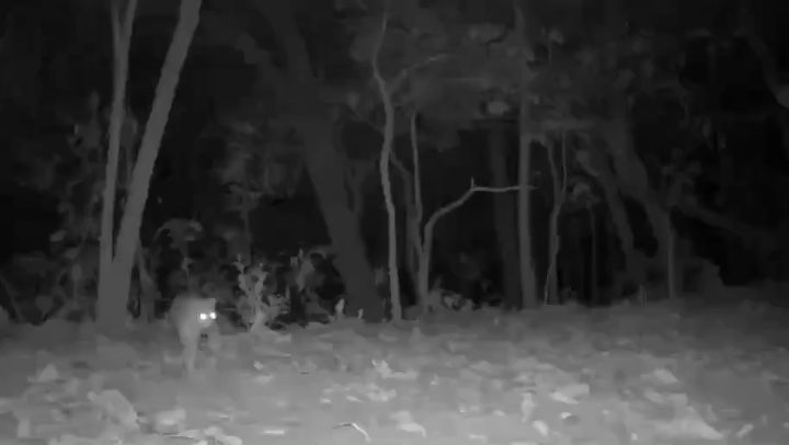 ส่อง-“แมวดาว”-นักล่าตัวน้อยแห่งผืนป่าอุทยานแห่งชาติสาละวิน-จ