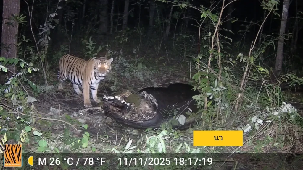 เจ้าหน้าที่วิชาการงานวิจัยโครงการเสือโคร่งในเขตรักษาพันธุ์สั