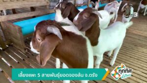 เลี้ยงแพะ-5-สายพันธุ์ยอดจองล้น-จ.ตรัง-ข่าวใต้แลได้ที่เรา-#t