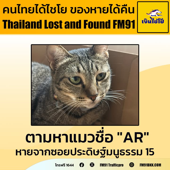 ตามหาแมวชื่อ-“ar”-ลายสลิด-เพศเมีย-อายุ-2-3-ปี-สวมปลอกคอ-มีเบ-|-2025-11-15-13:15:00