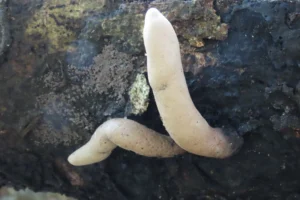 เห็ดนิ้วคนเสียชีวิต-หรือเห็ดเขากวาง-มีรูปร่างเรียวยาวคล้ายนิ้วมือห