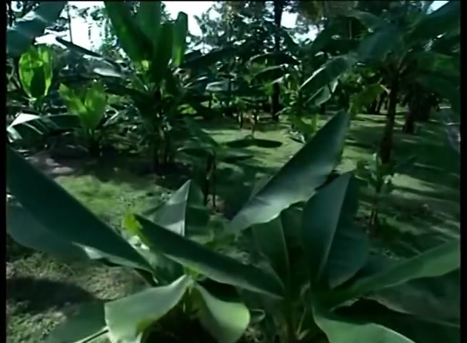 ประเทศไทยอยู่ในเขตร้อนชื้น-มีระบบนิเวศที่มีความหลากหลาย-จึงอ