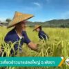 เกาะยาวเกี่ยวข้าวนาแปลงใหญ่-จังหวัดพังงา-ข่าวใต้แลได้ที่เรา-#tha