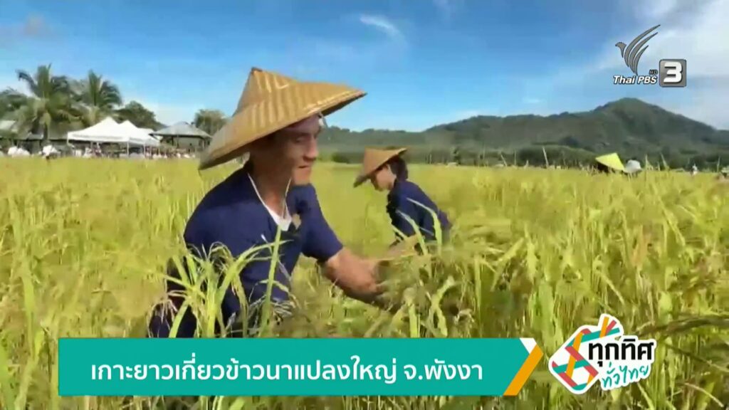 เกาะยาวเกี่ยวข้าวนาแปลงใหญ่-จังหวัดพังงา-ข่าวใต้แลได้ที่เรา-#tha