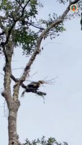 สัญญาณดี-พบ-“นกกก”-ครั้งแรกในรอบหลายสิบปี-ที่ดอยผ้าห่มปก-จ.