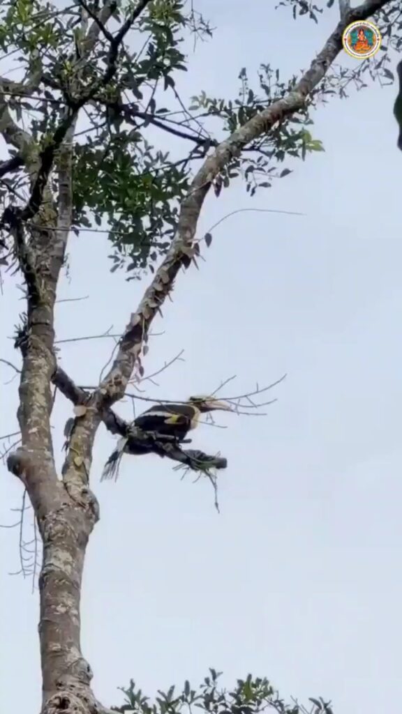 สัญญาณดี-พบ-“นกกก”-ครั้งแรกในรอบหลายสิบปี-ที่ดอยผ้าห่มปก-จ.