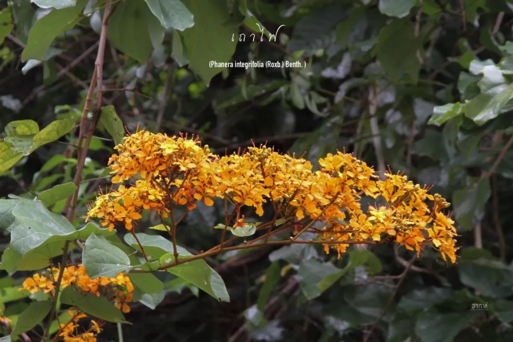 “เถาไฟ”-พันธุ์ไม้ประจำถิ่นในผืนป่าภาคใต้-เป็นไม้เถาขนาดใหญ่