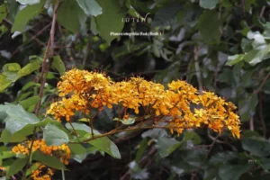 “เถาไฟ”-พันธุ์ไม้ประจำถิ่นในผืนป่าภาคใต้-เป็นไม้เถาขนาดใหญ่