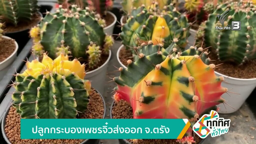 ปลูกกระบองเพชรจิ๋วส่งออก-จ.ตรังข่าวใต้แลได้ที่เรา-