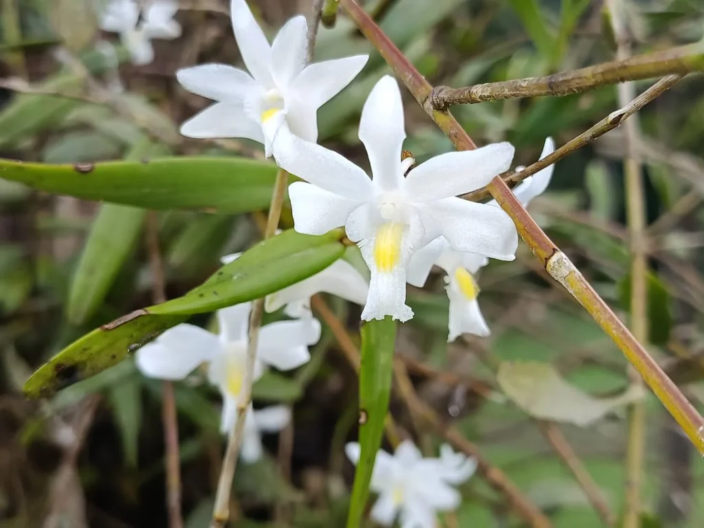 เอื้องมะลิ-สีขาวบริสุทธิ์พร้อมกลิ่นหอม-เป็นกล้วยไม้อิงอาศัย