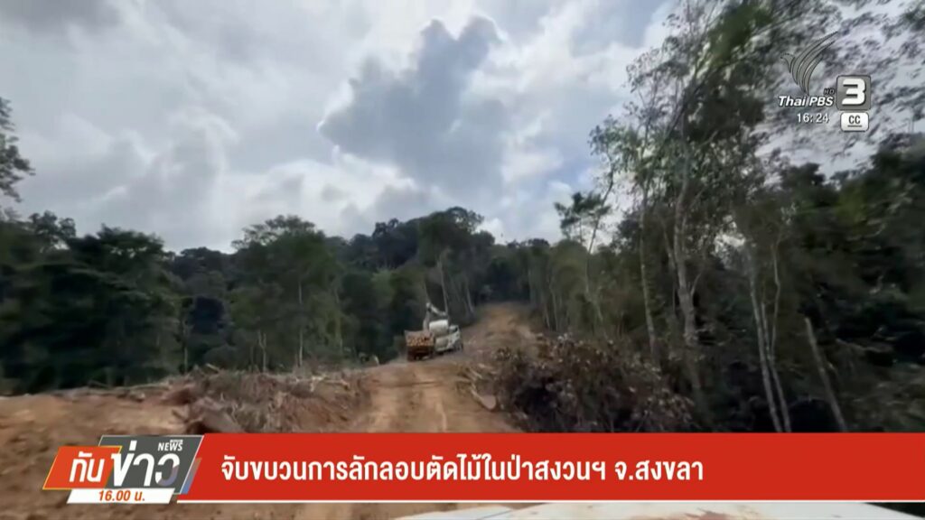 จับขบวนการลักลอบตัดไม้ในป่าสงวนฯ-จ.สงขลา-ข่าวใต้แลได้ที่เรา