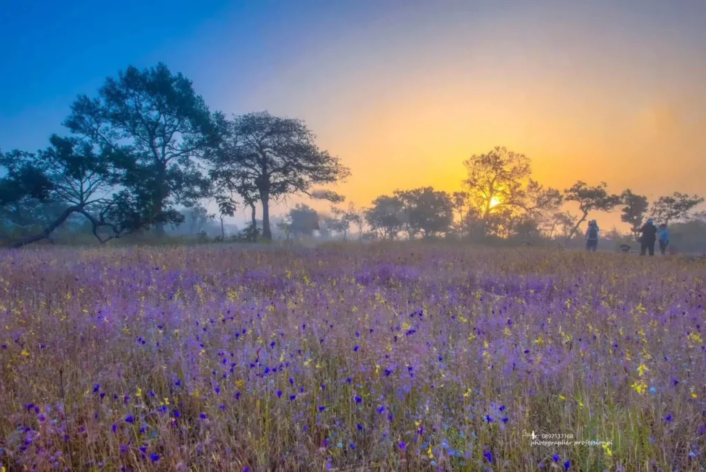 ทุ่งดอกไม้งามนามพระราชทาน-กับความงาม-3-ช่วงเวลา-ณ-วนอุทยานน้