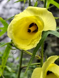 “ชะมดต้น”-ไม้งามสีเหลืองสดใส-แย้มกลีบบานรับลมหนาว-เป็นไม้ล้ม