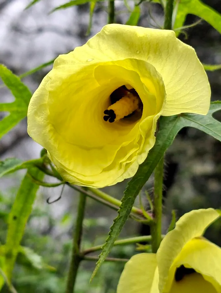 “ชะมดต้น”-ไม้งามสีเหลืองสดใส-แย้มกลีบบานรับลมหนาว-เป็นไม้ล้ม