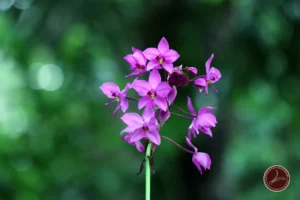 ว่านจุก-กล้วยไม้ดินที่ที่สำรวจพบในอุทยานแห่งชาติเขานัน-จ.นคร