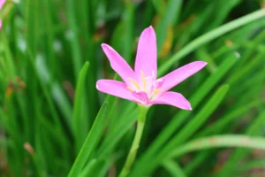 “บัวดิน”-เบ่งบานอำลาสายฝน-ในเขตห้ามล่าสัตว์ป่าบึงบอระเพ็ด-จ.