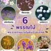 6-พรรณไม้พระราชทานนามในผืนป่าอนุรักษ์-อันเกี่ยวเนื่องกับ-สมเ