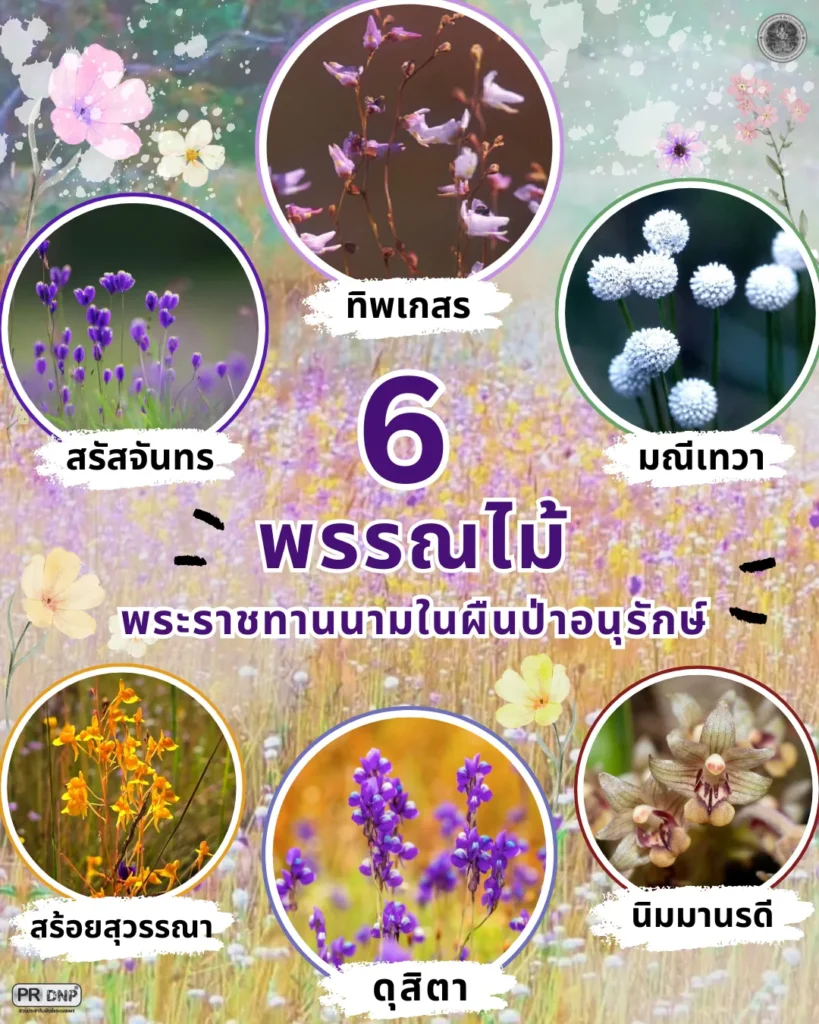 6-พรรณไม้พระราชทานนามในผืนป่าอนุรักษ์-อันเกี่ยวเนื่องกับ-สมเ