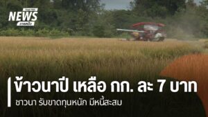 ราคาข้าวนาปี-ที่รับซื้อปัจจุบันกิโลกรัมละ-7-บาท-ชาวนาถือว่าเ