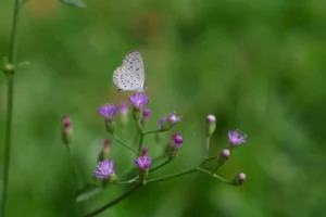 หญ้าดอกขาว-ไม้ล้มลุกที่พบเห็นจนชินตา-เป็นไม้ล้มลุกขนาดเล็ก-ม
