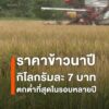 ราคาข้าวตกต่ำเหลือ-7-บาท/กก.-ชาวนาเชียงใหม่ขาดทุนหนัก-–-เร่ง