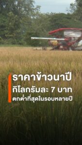 ราคาข้าวตกต่ำเหลือ-7-บาท/กก.-ชาวนาเชียงใหม่ขาดทุนหนัก-–-เร่ง