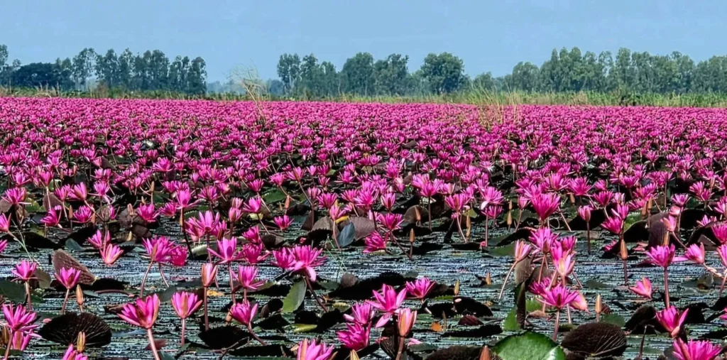 ภาพของดอกบัวสีชมพูนับพันดอกที่บานสะพรั่งไปทั่วผืนน้ำ-โดยบึงบ