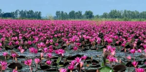 ภาพของดอกบัวสีชมพูนับพันดอกที่บานสะพรั่งไปทั่วผืนน้ำ-โดยบึงบ