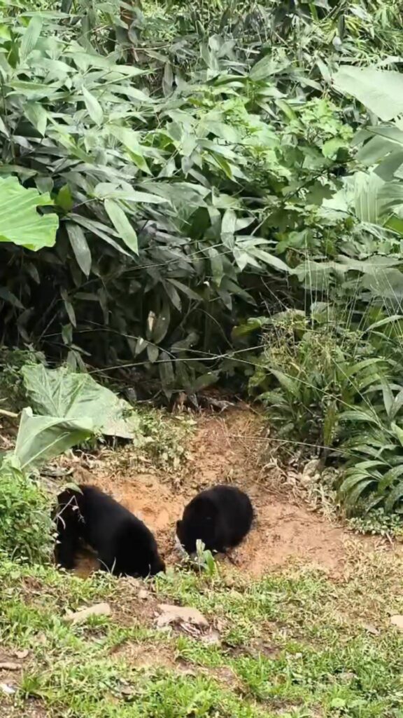 “หมีหมา-คู่หูน่ารัก”-โผล่ขุดหาอาหารในอุทยานแห่งชาติแก่งกระจา