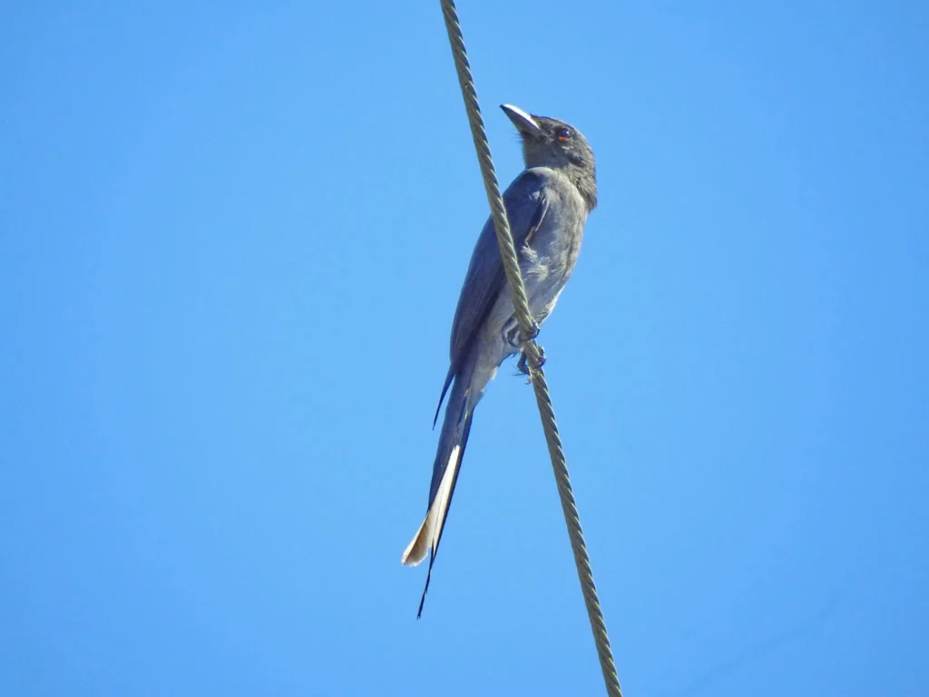 นกแซงแซวสีเทา-สัญลักษณ์ที่ทำให้รู้ว่าฤดูหนาวมาถึงแล้ว-เป็นกล