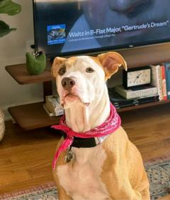 ไขข้อสงสัย-เสียงเพลงทำให้น้องหมา-แมว-สงบลงได้หรือไม่-?