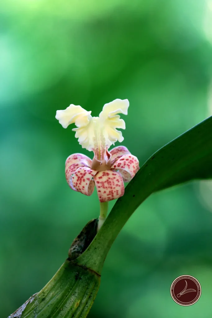 แข้งไก่ปากหยัก-กล้วยไม้รูปทรงแปลกตา-สำรวจพบในเขตรักษาพันธุ์