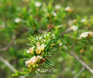 สนทราย-พืชวงศ์หว้า-หรือชมพู่-แต่ใบขนาดเล็กคล้ายใบสน-ในประเทศ