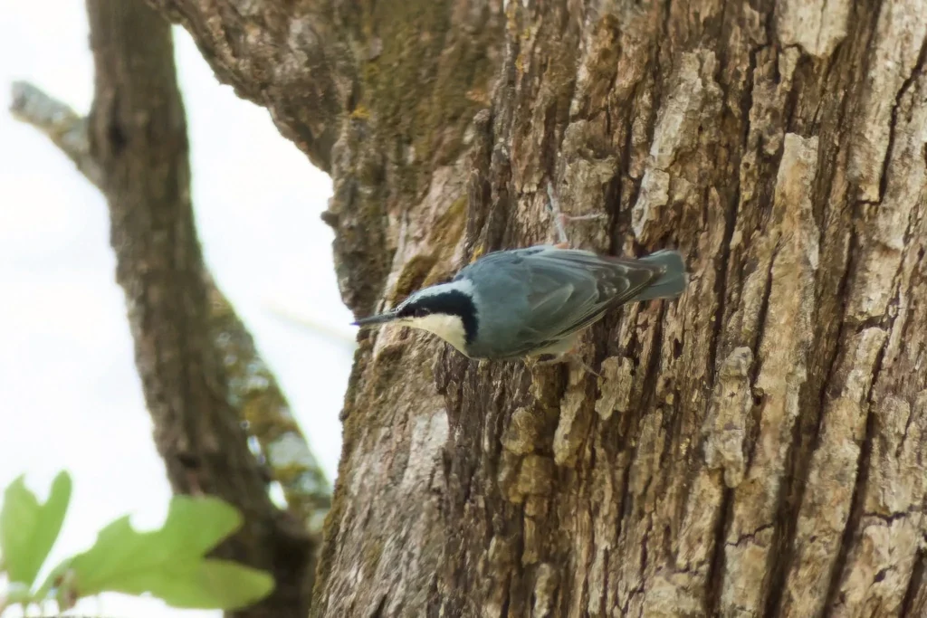 “นกไต่ไม้ใหญ่”-นกใกล้สูญพันธุ์-เผยตัวใน-อุทยานแห่งชาติผาแดง