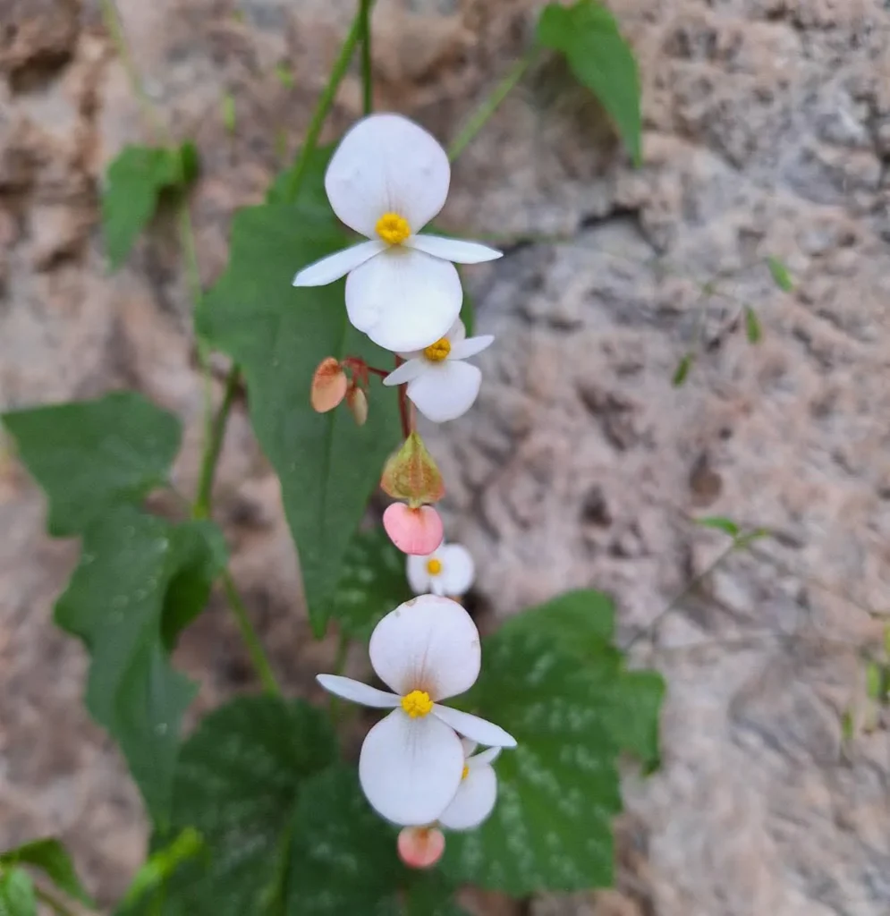 บีโกเนีย-(begonia)-พืชล้มลุก-สูง-15-forty-five-ซม.-ลักษณะดอกออกเป็นช