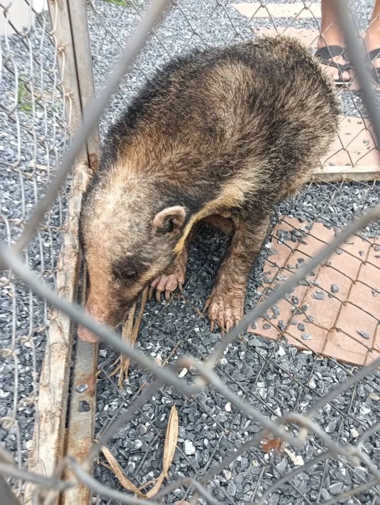 เจ้าหน้าที่-เขตห้ามล่าสัตว์ป่าบ่อล้อ-รับมอบหมูหริ่ง-บริเวณ