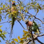 ภาพของ-นกแขกเต้า-ที่กำลังป้อนอาหารลูก-สะท้อนถึงการดำรงชีวิต
