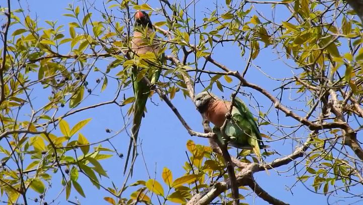 ภาพของ-นกแขกเต้า-ที่กำลังป้อนอาหารลูก-สะท้อนถึงการดำรงชีวิต