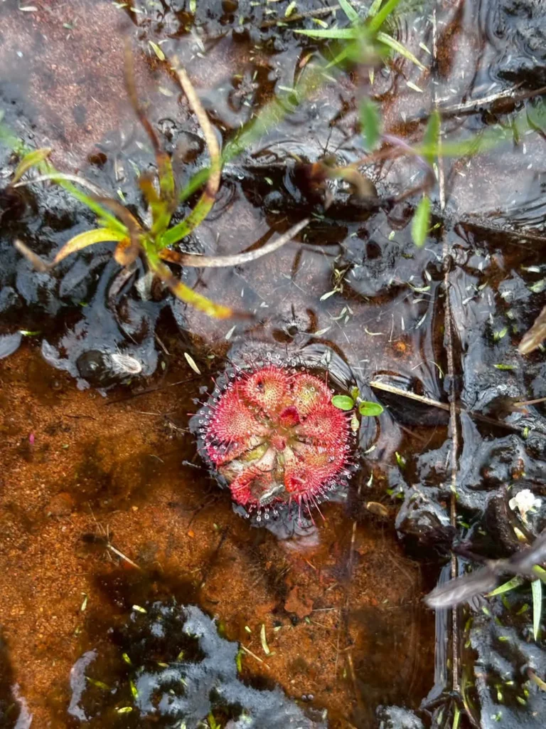 จอกบ่วาย-พืชกินแมลง-เป็นไม้ล้มลุก-ลำต้นสั้น-อายุปีเดียว-สูง